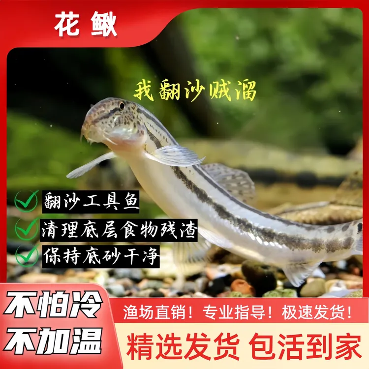 中华花鳅 清鱼便 清理鱼缸 清道夫除藻 观赏鱼翻砂工具鱼 冷水鱼