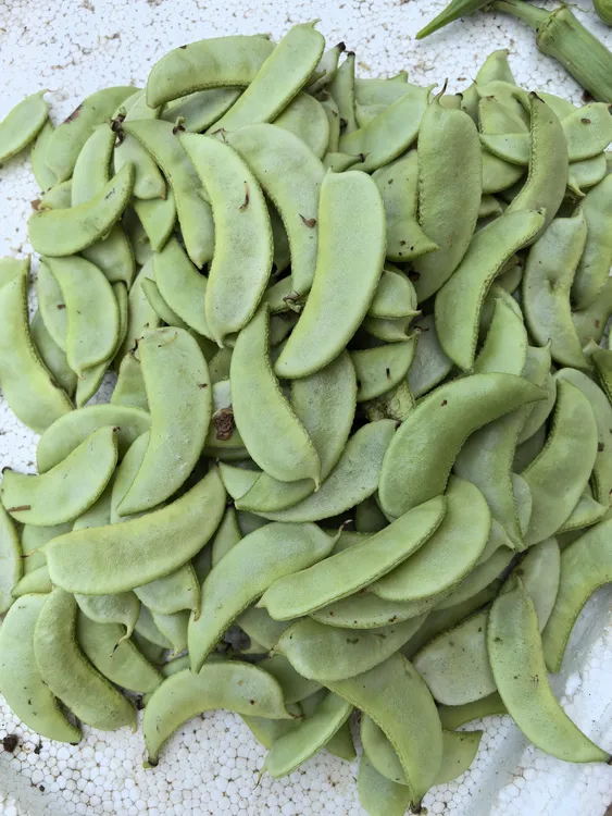 广东河源农家扁豆