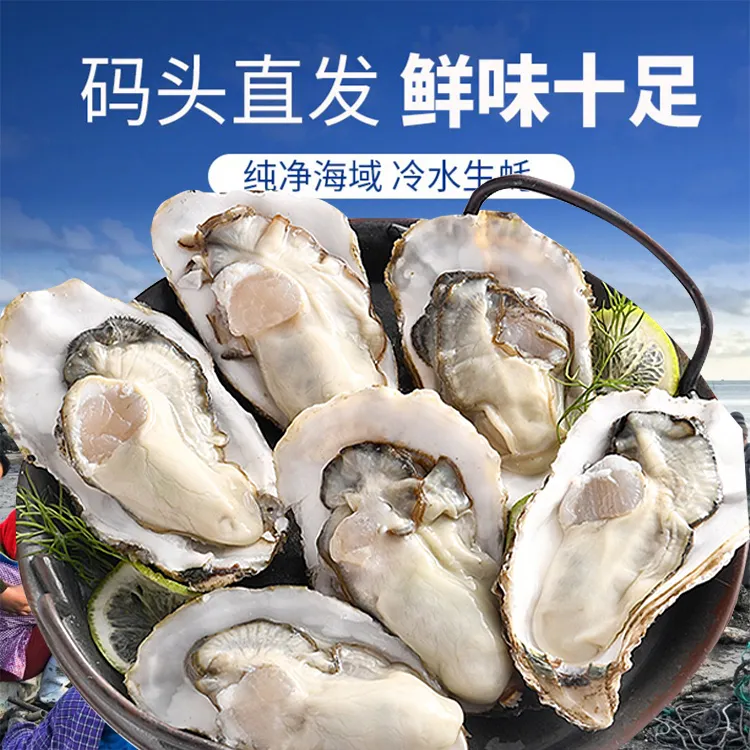 【鲜活发货】山东源产地新鲜鲜活大生蚝牡蛎5斤10斤装