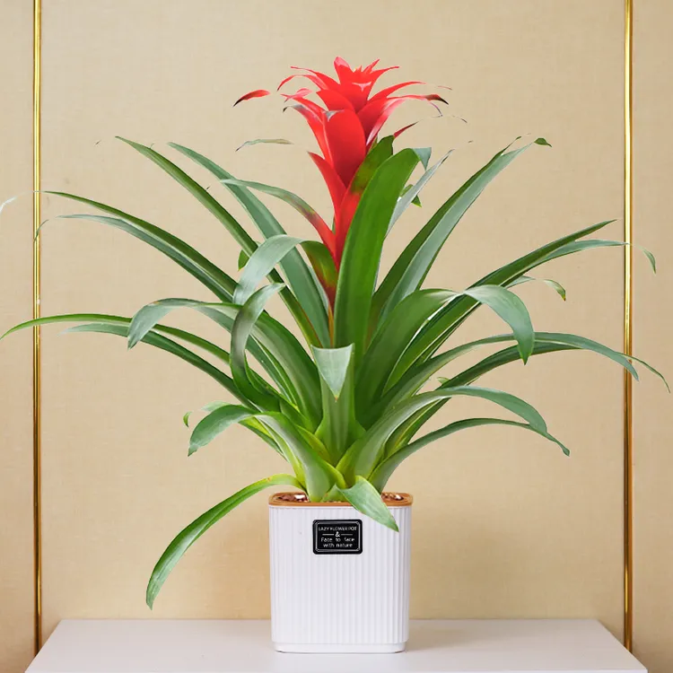 年宵花卉红福袋鸿运当头大红星盆栽植物室内四季开花凤梨