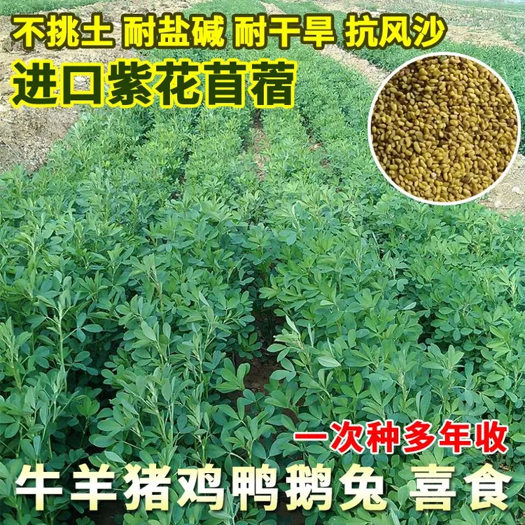 紫花苜蓿草种子四季高产多年生优选苜蓿菜猪牛羊鸡鸭鹅鱼草种子籽