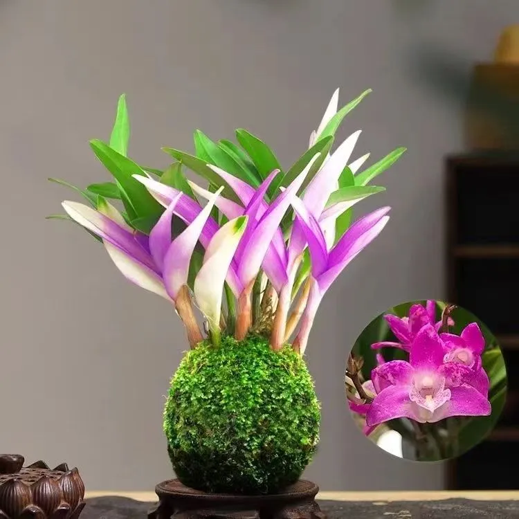 新品七彩香水石斛兰水培开花冬带花苞浓香室内桌面绿植盆栽花卉