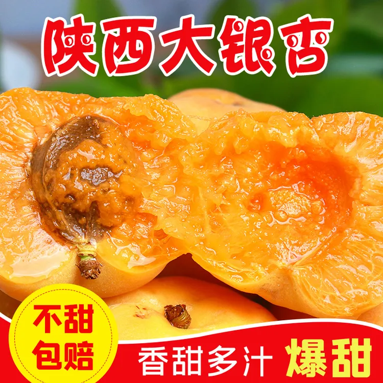 顺丰陕西新鲜大银杏新鲜采摘2-5/斤纯甜多汁贵妃蜜杏优选产地甜仁