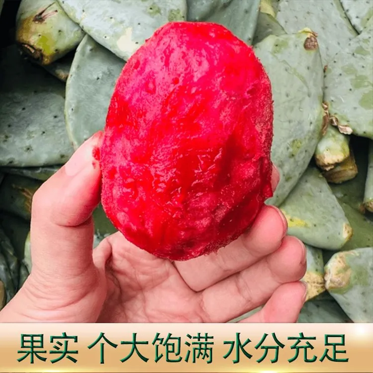 【红钻大红果仙人掌种植叶片】基地直发绿植盆栽漂亮好看可食用