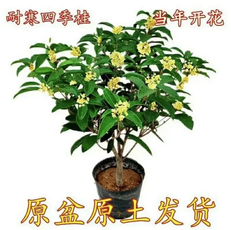 四季桂花树月月桂（六年半）开花带香味阳台庭院室内外好养花卉绿植
