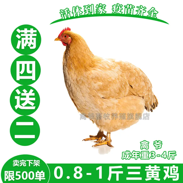 1-1.5斤三黄古典霞烟鸡 保底到手1斤 【好看好养】公鸡母鸡活体发货