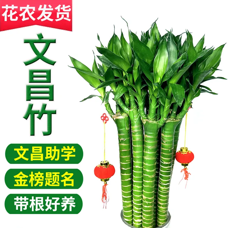 文昌竹水培富贵竹带根竹水养客厅植物盆栽特大特粗花卉观音竹龙竹