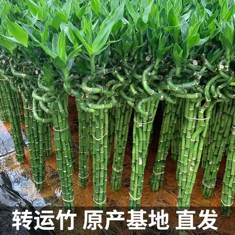 转运竹带根吉祥水培湾竹植物水养客厅开运竹盆栽室内弯竹子植物
