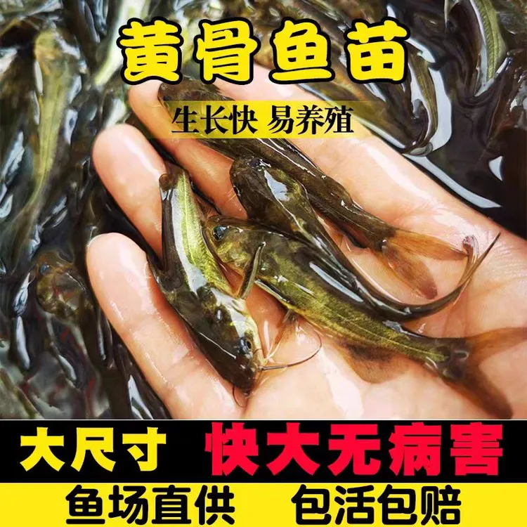 正宗黄骨鱼 黄颡鱼 黄辣丁淡水活体观赏宠物鱼