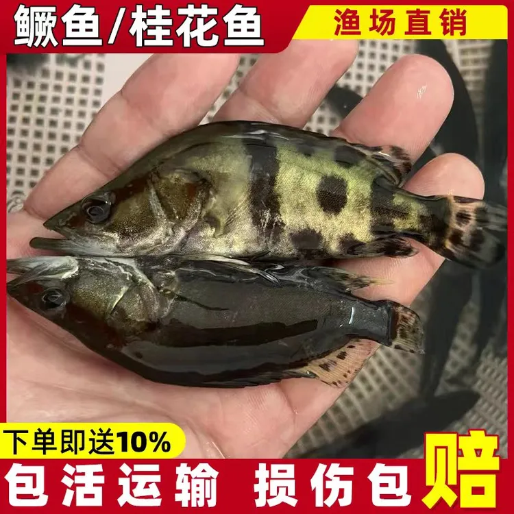 原生鱼观赏鱼精品桂花鱼批发鳜鱼