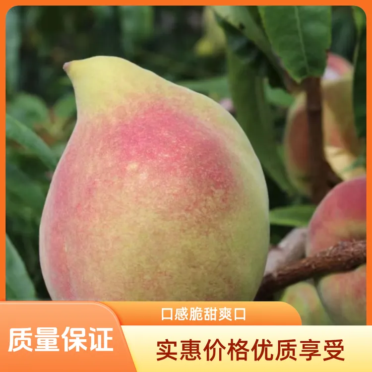 【鹰嘴桃】正宗云南蒙自鹰嘴桃新鲜脆甜自家果园新鲜现摘现发桃子
