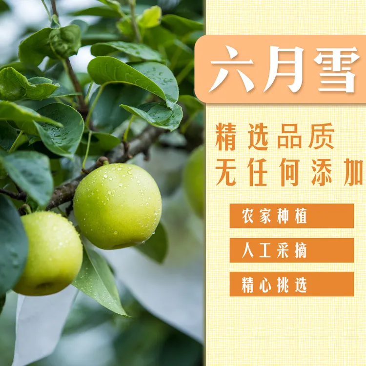 四川仁寿特产六月雪梨新鲜美味皮薄多汁口感化渣果园直发精选品质