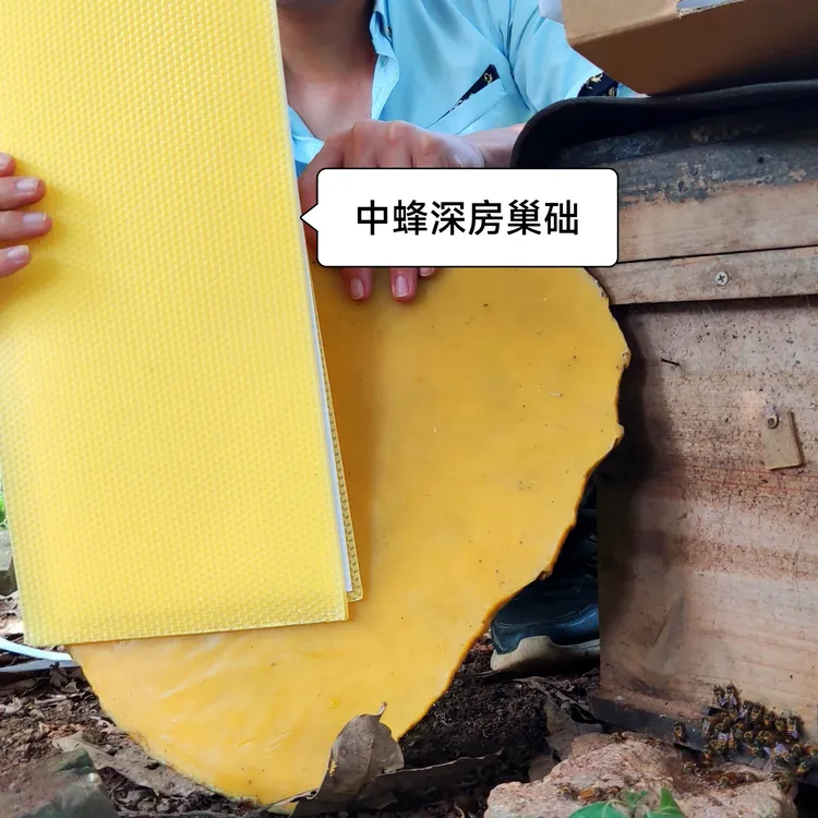 中蜂巢片家养蜜蜂巢脾基础蜂蜡基中蜂建巢基础片换老蜂脾巢础蜂具