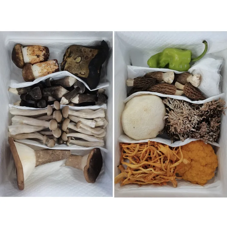 云南六鲜菌组合菌礼盒羊肚菌金耳姬松茸火锅汤包