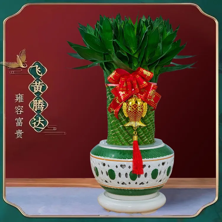 顺丰快递送货上门乔迁发财竹基地水培元宝竹客厅办公室富贵竹铁炮