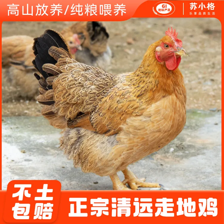 正宗清远阳山鸡土鸡农家散养走地鸡鸡项整只新鲜现杀老母鸡大扇鸡