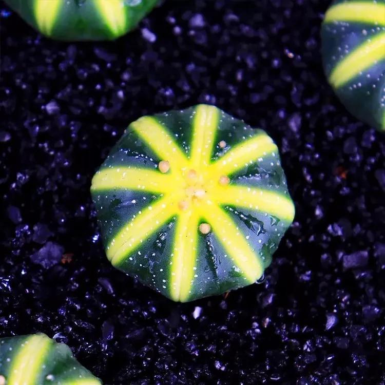 开花星兜锦多肉植物盆栽西瓜球肉肉套餐仙人球五角鸾凤玉绿植花卉