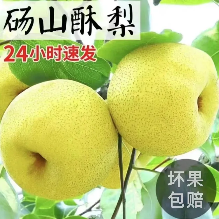 正宗百年砀山酥梨5斤整箱包邮当季新鲜水果