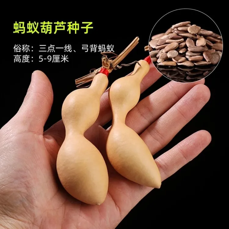 蚂蚁肚小葫芦种子葫芦盆栽手捻葫芦种子文玩亚腰种籽盆栽阳台