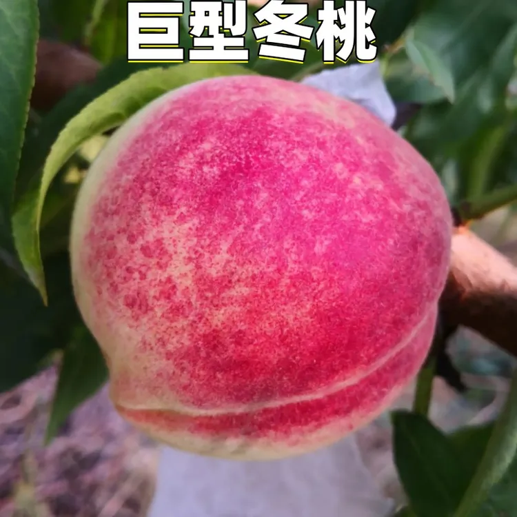 晚熟桃树苗 巨型冬桃 雪桃冬桃苗中华桃王云南冬桃树苗南北方种植