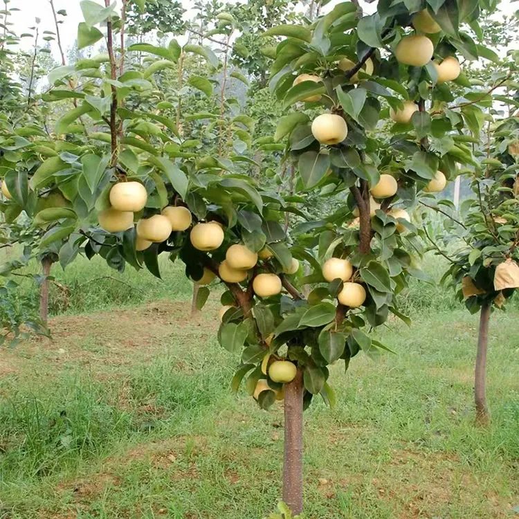 梨树苗早酥红梨鸭梨苹果梨果树苗南方北方种植庭院盆栽地栽水果苗