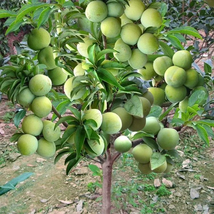 特大早熟蜂糖李子树苗嫁接青脆脱骨李子苗南方北方种植当年结果