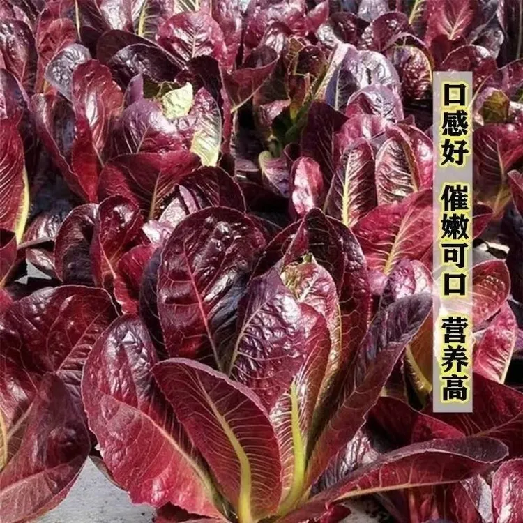 紫孔雀生菜种苗蔬菜苗紫叶生菜阳台四季