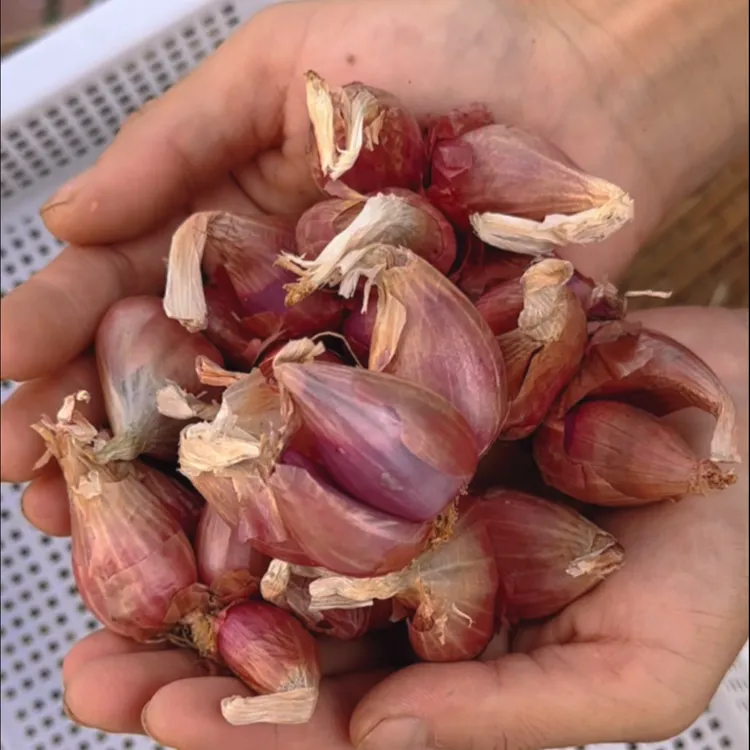 葱种子四季小香葱盆栽葱头苗种红葱头阳台蔬菜种子蔬菜苗盆栽火葱