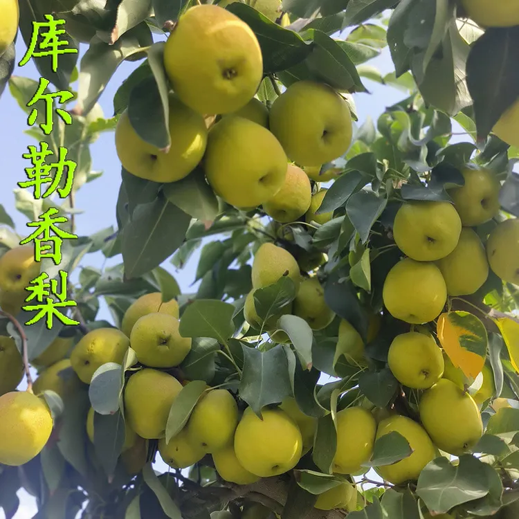 库尔勒香梨正宗新疆时令香梨薄皮酥梨当季孕妇水果新鲜香梨