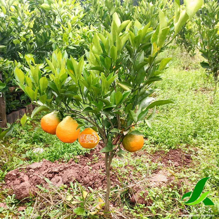 春见耙耙柑树苗嫁接苗四川果树苗种苗春见苗柑桔四川苗木橘子树苗