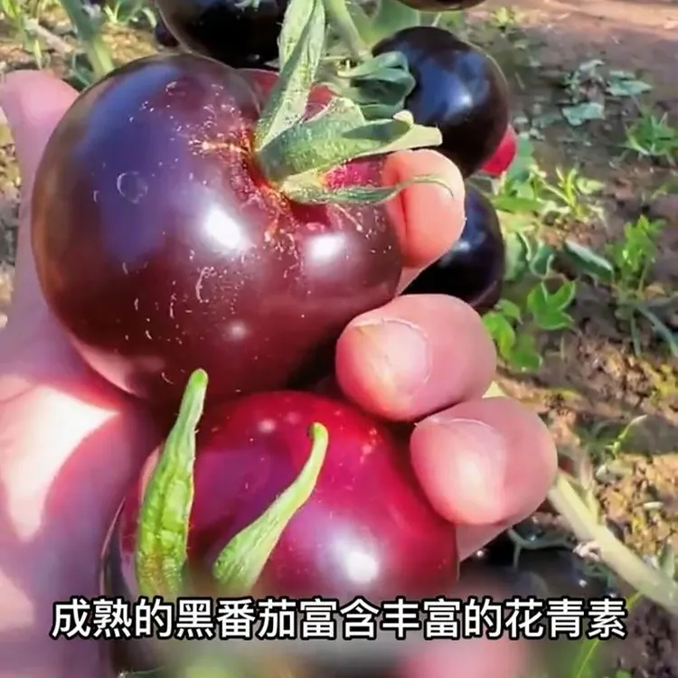 黑骑士樱桃黑番茄种子四季黑西红柿种苗种籽西黑柿春季蔬菜种孑