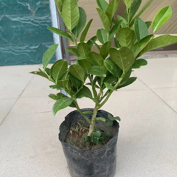 香水柠檬两年小苗