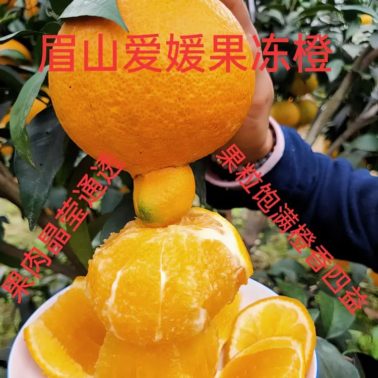 眉山爱媛果冻橙8斤农场现摘现发新鲜饱满晶莹橙香下单包邮