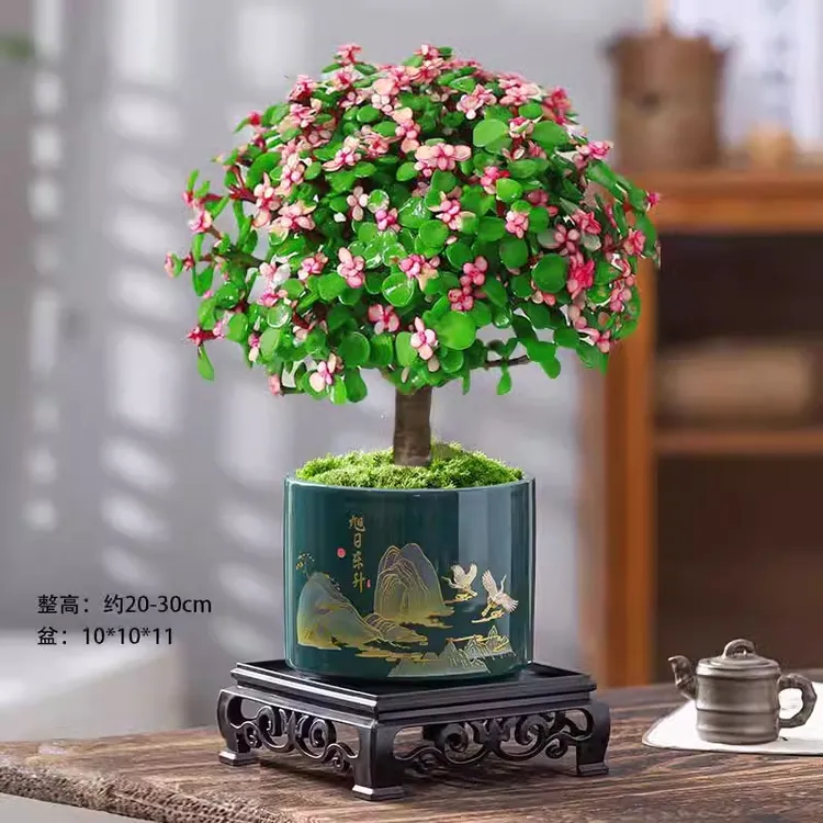 金枝玉叶老桩盆栽多肉植物室内花卉桌面好养绿植新手养花盆景