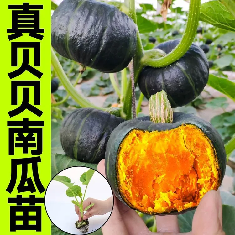 真贝贝南瓜秧苗高产香甜软糯南北方基地直发易活正版阳台庭院盆栽