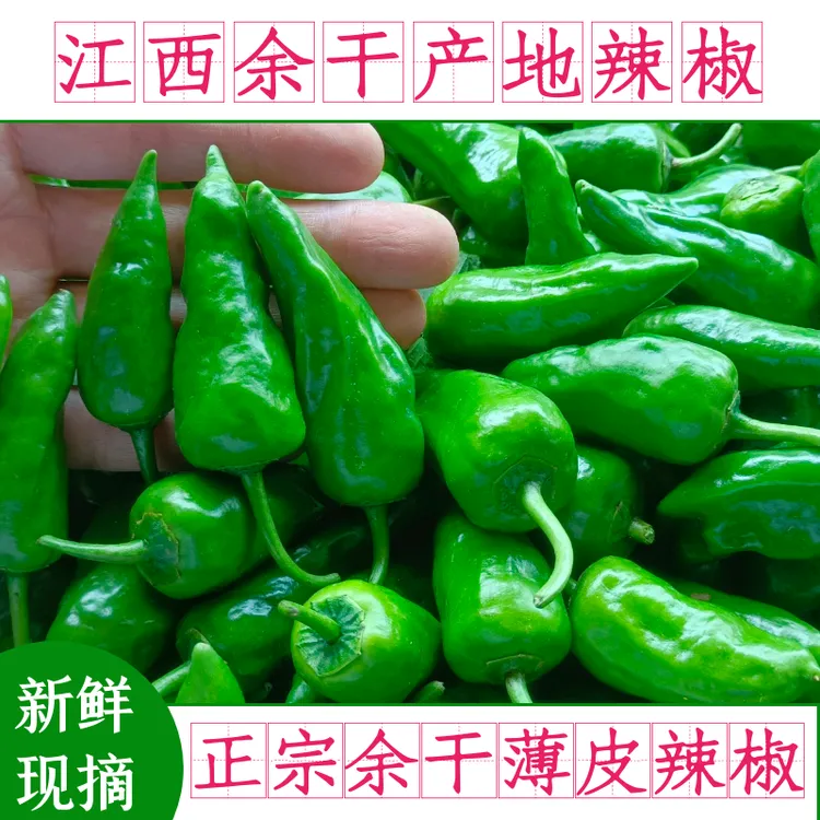 余干原产地辣椒现摘现发辣椒新鲜 江西正宗枫树薄皮辣椒1斤坏包赔