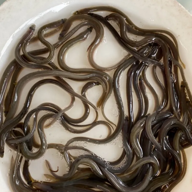 活体鱼鳗鱼 白鳝鱼10-25厘米观赏淡水鱼包邮