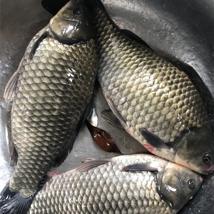 中科5号鲫鱼 麻鲫 大板鲫饲养观赏水族淡水包邮