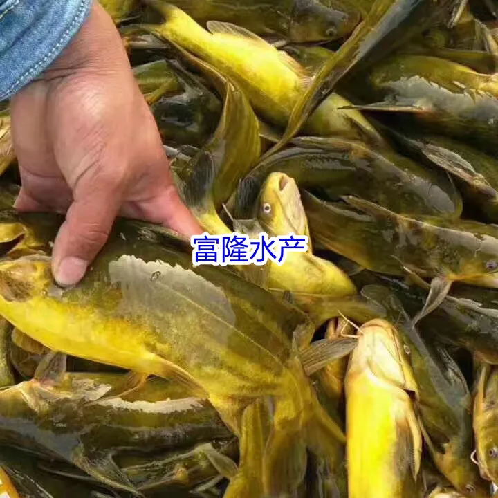 杂交黄骨鱼 黄颡鱼 黄刺鱼淡水