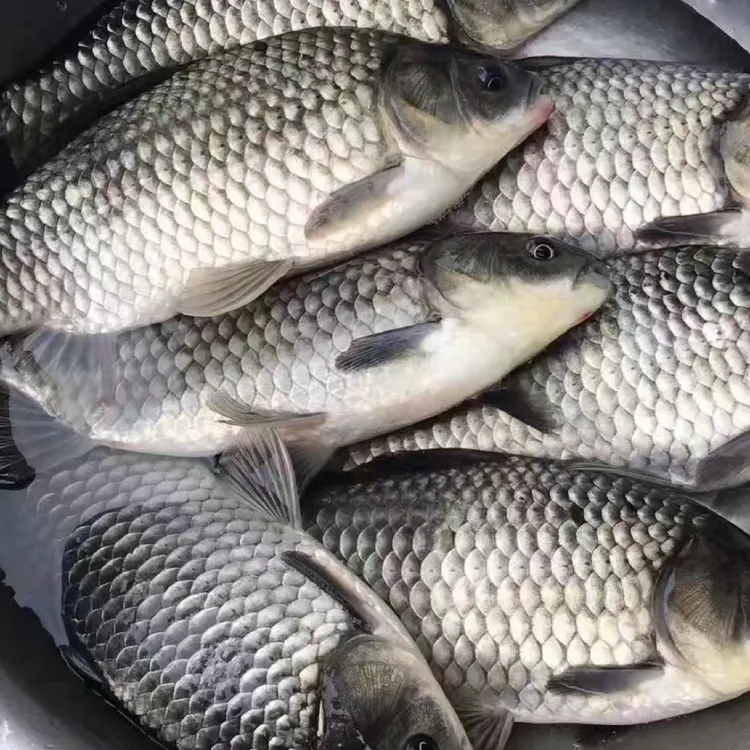 中科5号鲫鱼 大板鲫活体饲养观赏水族淡水顺丰包邮