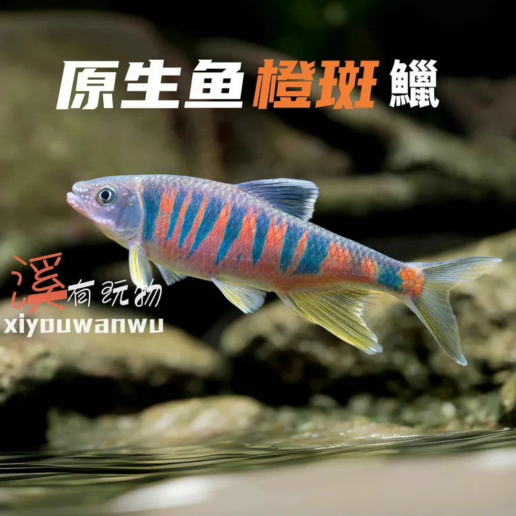 观赏鱼橙斑迷你观赏鱼便宜小鱼溪流鱼苗混养广温原生马口鱼