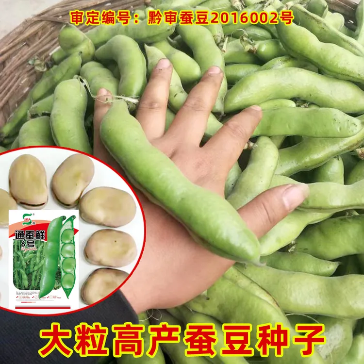 高产超大粒蚕豆种子秋播冬播蚕豆种矮杆耐旱抗病大白蚕豆种子春播