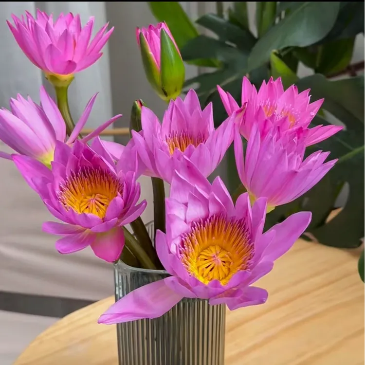 粉色10枝睡莲鲜花带花苞发货基地直发室内插花花束