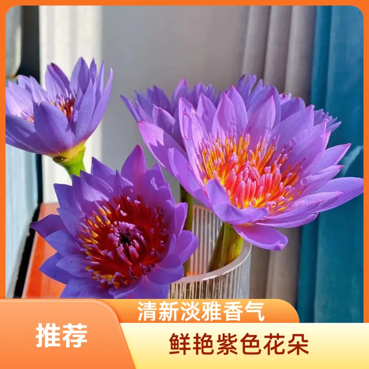 直播福利10枝鲜花紫色睡莲包邮到家好养护广州睡莲鲜花基地直发
