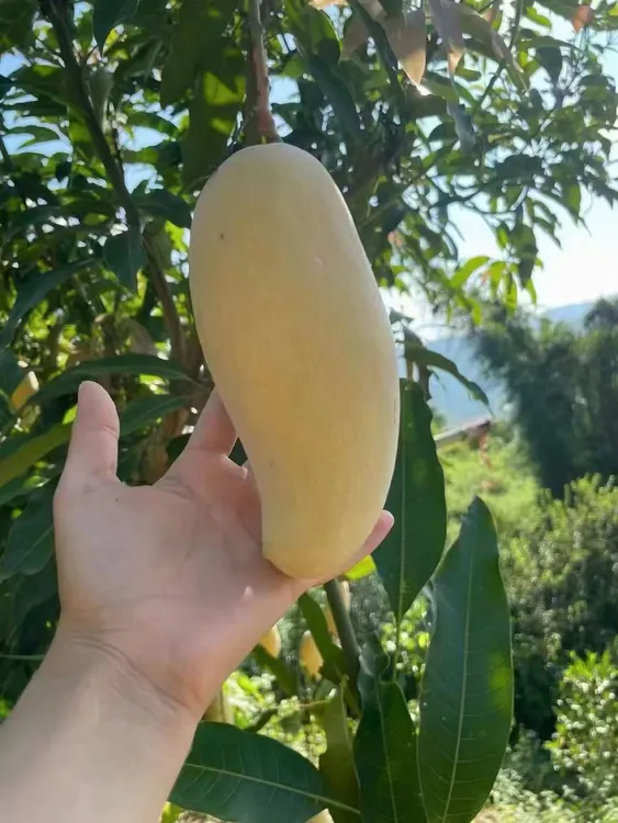 云南高山景东芒软了熟芒果贵妃贵妃芒