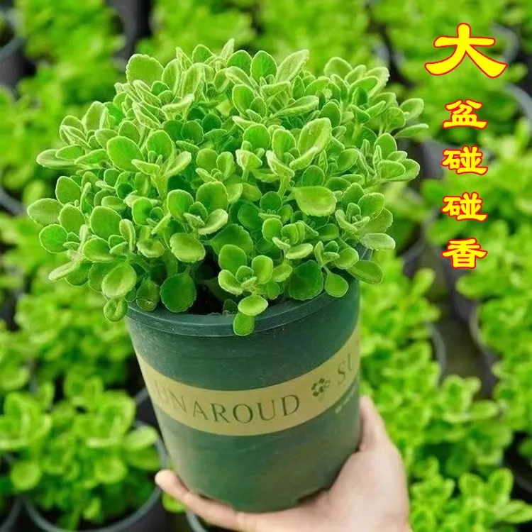 大盆栽碰碰香一抹香老桩浓香型观赏绿植阳台驱蚊驱虫多肉植物花卉