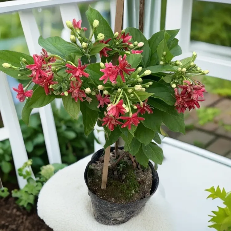 无品牌使君子花苗重瓣藤攀爬室外花苗藤本花卉阳台水君子爬藤植物