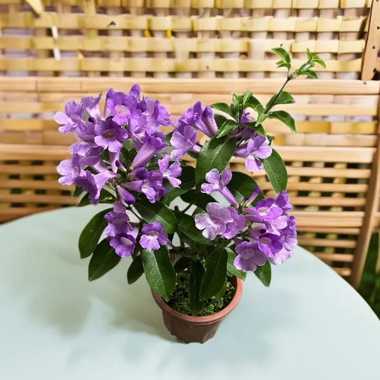 爬藤植物蒜香藤花苗紫铃藤藤本花根叶藤带蒜香味庭院花卉盆栽植物