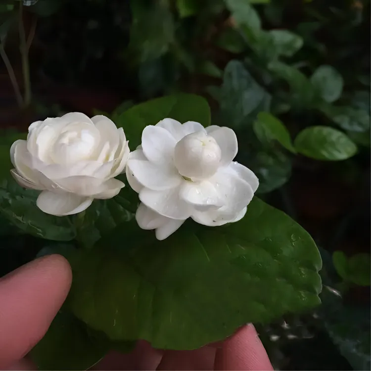正宗圆叶宝珠茉莉花阳台庭院盆栽芳香浓郁虎头茉莉宝珠小荷花易养