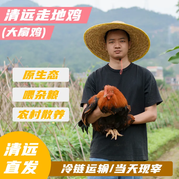 【正宗清远走地鸡】300日散养大扇鸡6-8斤现宰广东省内老母鸡包邮